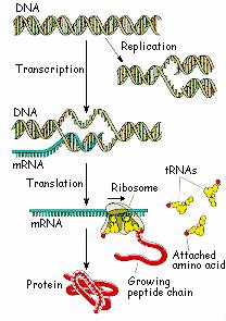 RNA ONE strand backbone: sugar and phosphate sequence bases: arranged in a specific Cytosine C format, always Adenine A G U Guanine Uracil Three types of RNA: all copies of parts of strands 1) :