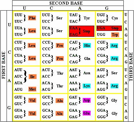 The code in the is used to direct the sequential assembly of amino acids in the cytoplasm Sequence of nitrogenous bases: each combination of 3 bases (called codon) in the defines un amino acid, trna,