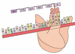 destined to be part of the cell membrane are synthesized on ribosomes attached to the endoplasmic reticulum (ER).