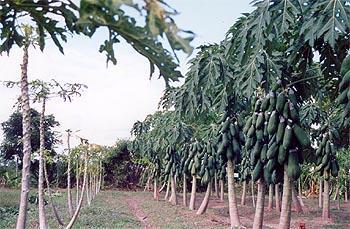 Case Study: The Philippines R&D Support Program II (ABSPII): Fruit and Shoot Borer Resistant Eggplant Drought Tolerant Rice Salinity Tolerant Rice Late Blight Resistant Potato Tobacco Streak Virus