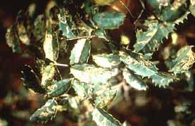 Native Holly Leaf