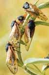 cicadas to be heard in Mid-May (south), and