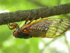 Adult Periodic Cicada
