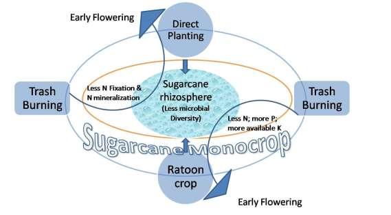 Figure 3: Schematic diagram representing impact of changing microbial diversity and functional activity in the rhizosphere of sugarcane mono-cropping system.