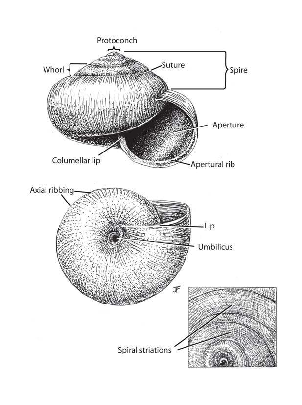 Parietal wall: Referring to that part of the interior surface of the shell between the columella and the suture in effect, formerly the external surface of earlier formed whorls.