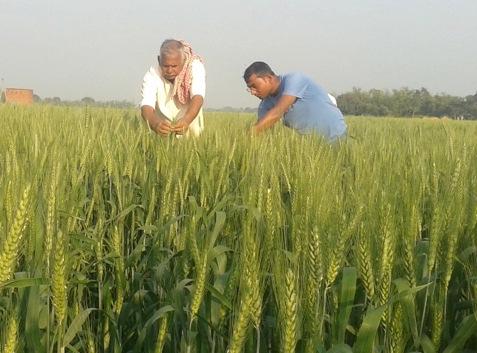 Key Findings and Accomplishments Objective 1: India Wheat sowing in 2013 14 advanced by three to ten days across Bihar hub districts compared to 2012 13; the area and the number of farmers who