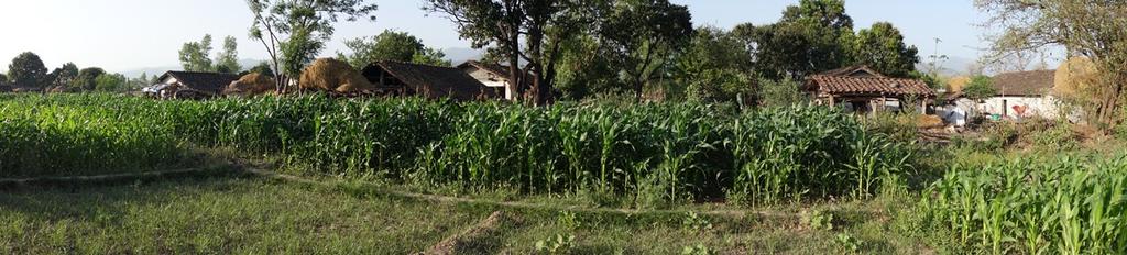 Where there is irrigation water and timely harvest of the winter crop takes place, maize can be grown and marketed either as green cob for fresh market or, in cases, grown to maturity to produce dry