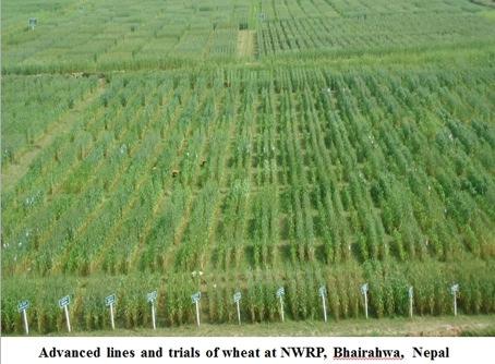 Objective 4: High-yielding heat- and water-stress tolerant, and diseaseresistant wheat varieties for current and future cereal and mixed crop-livestock systems Objective 4 strives to develop bread