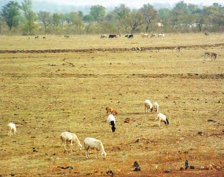 Figure 2. Some animal manure applied on a field. Figure 3. Livestock feeding is a major problem during the long dry season.