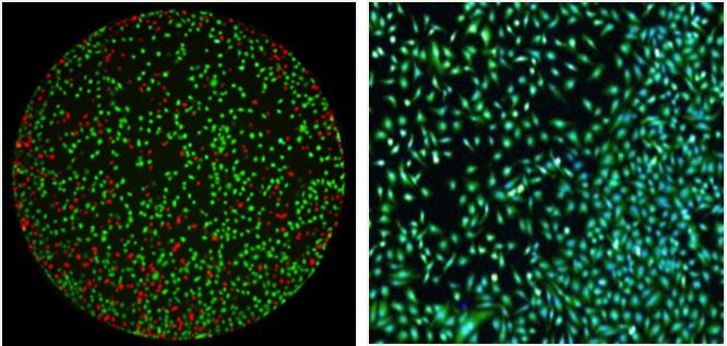 Cell Viability Determined by Staining Cells with Live and Dead