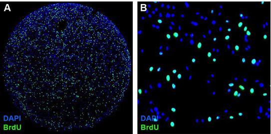 Cell Proliferation Assay Using BrdU