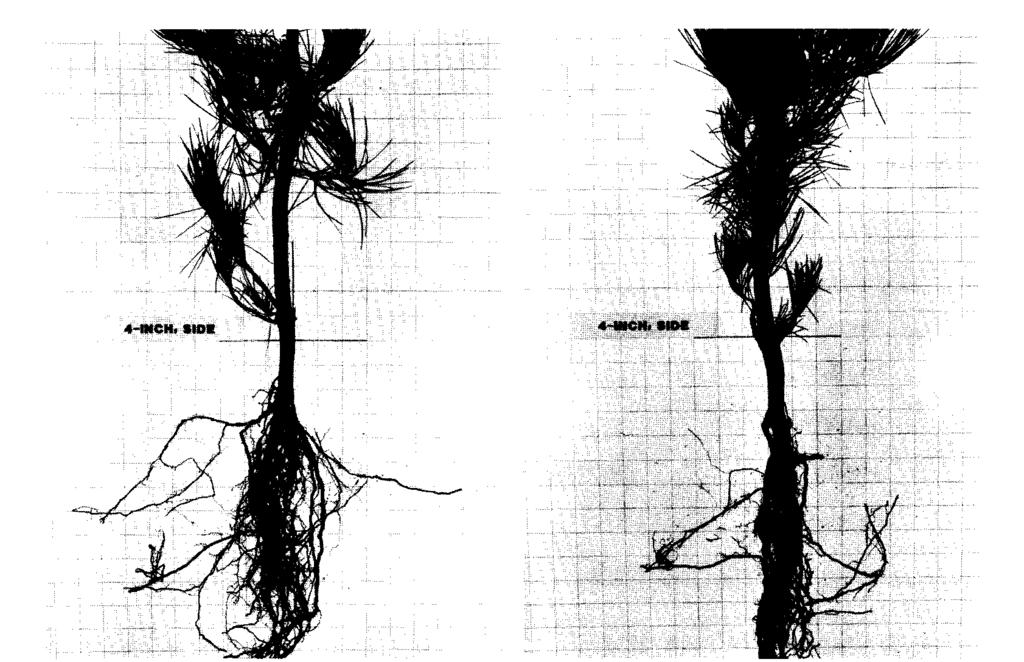 The root system in the second photo is rotated 90 degrees from the first and illustrates the somewhat flattened configuration of side-hole planted trees. Figure 4.