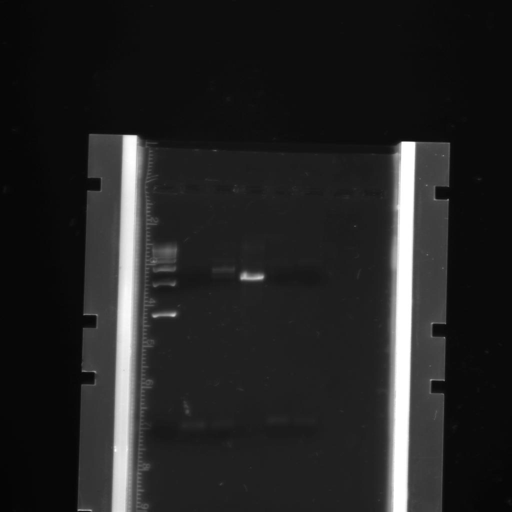 P1 P2 1 2 3 4 5 6 7 8 1000bp 1000bp 500bp Figure 1. Electrophoresis Gel exhibiting amplification of particular genomic regions through an initial PCR reaction of both Basil and Cilantro Plant Samples.