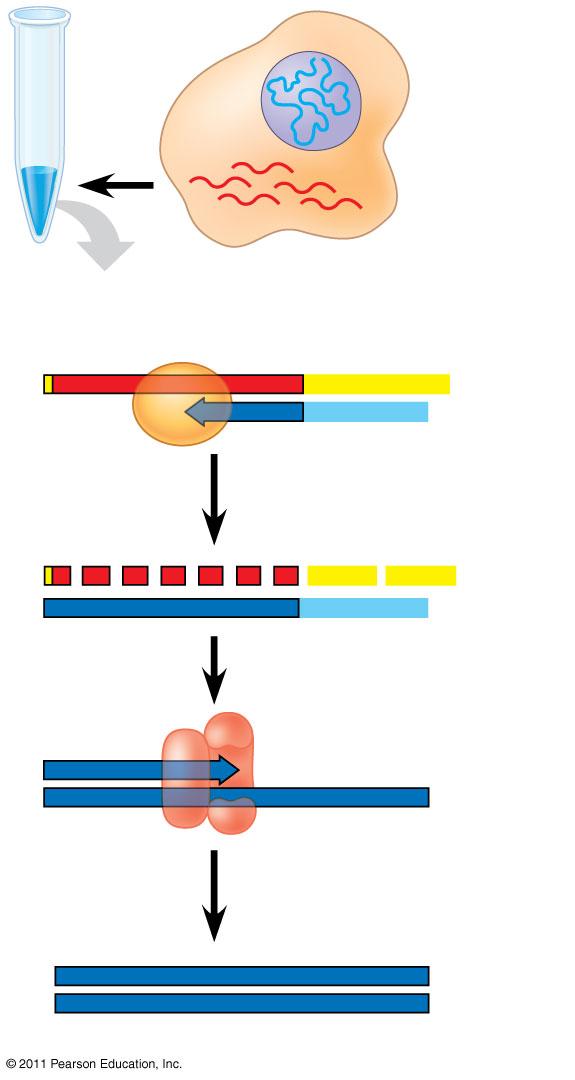 mrna DNA polymerase Reverse transcriptase cdna DNA strand DNA in nucleus mrnas in cytoplasm Poly-A tail Primer A A A A A A A A A A A A Producing cdna cdna (DNA complementary to mrna) is produced as