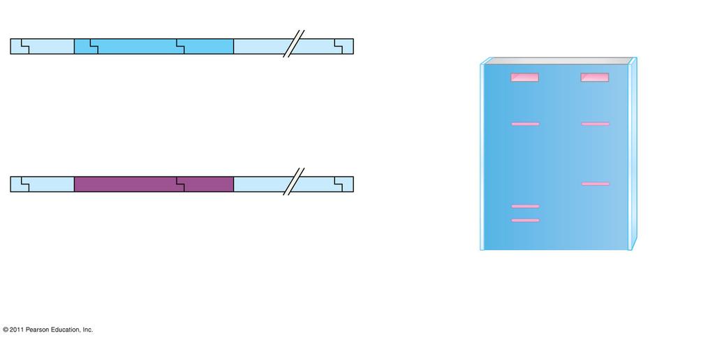 Restriction Fragment Length Polymorphisms (RFLPs) Normal β-globin allele Normal allele Sickle-cell allele 175 bp 201 bp Large fragment DdeI DdeI DdeI DdeI Sickle-cell mutant β-globin allele 376 bp