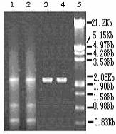 A 1.07 Kb DNA fragment, mnp1, was obtained by using the plasmid pattmnp1 DNA as the template and PCR amplification of P1 and P2 primers, while a 1.