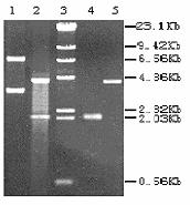 Then, mnp1 and clg5 were purified by PCR purification kits and used as the template; thus a 2.1 Kb DNA fragment could be obtained by the second PCR amplification of P1 and P4 primers.
