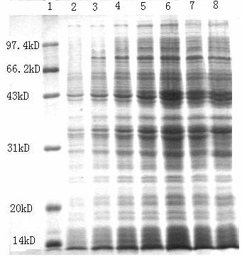 Fig. 3. SDS-PAGE analysis of the total proteins of E.coli containing expression plasmid pthmc15. Lane 1: molecular weight of standard protein;lane 2: the recombinant E.