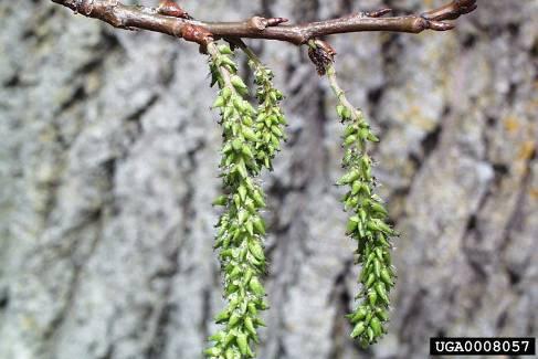 on catkins and buds