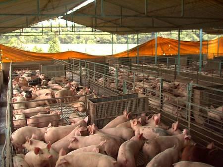 sectors Livestock Dairy farms Swine