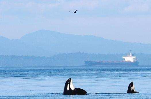 Whales in our waters Canadian and US Species at Risk recovery