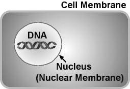 DNA Extraction 1 Name DNA The Stuff of Life Materials: Pea soup Rubbing alcohol Small beaker or cup Measuring spoon Meat tenderizer Detergent Test tube Coffee stirrer Procedure: 1.