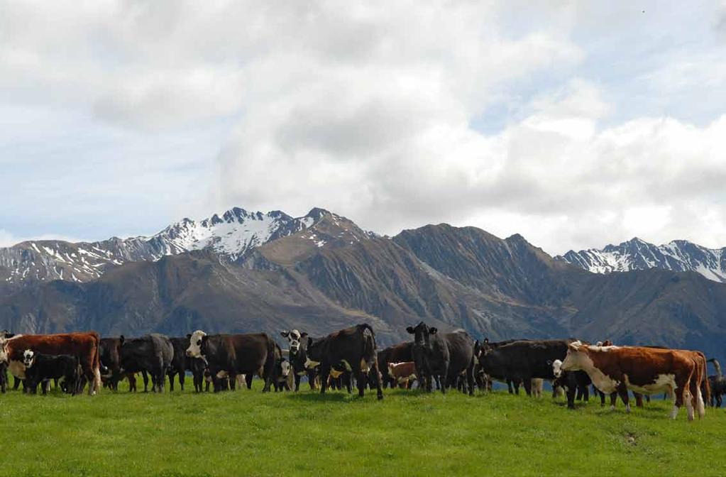 Beef + Lamb New Zealand Economic Service P13001 Beef + Lamb New Zealand Economic Service Mid-Season Update 2012-13 1 BEEF +