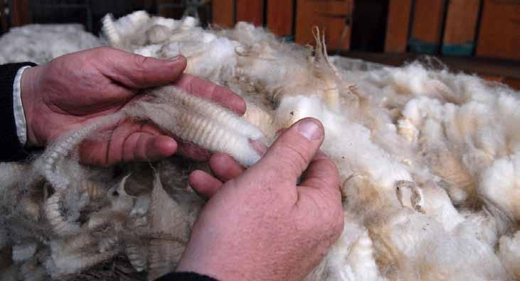 Beef + Lamb New Zealand Economic Service Mid-Season Update 2012-13 20 Wool Production Table 15 Wool Production Shorn Slipe Total Shorn Wool June Sheep 000 t 000 t 000 t kg / head* Year million greasy