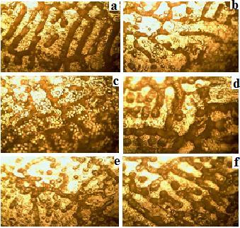 Figure 4: Microstructure of cast Al-Si-Mg alloy (a) solution heat treated at 540 0 C/1 h (b) aged for 1 h (c) 2 h (d) 3 h (e) 4 h (f) 5 h x100 Conclusions 1.