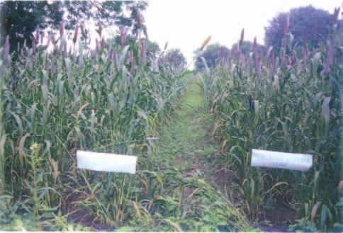 ANNUAL REPORT Effect of moisture conservation + INM on pearlmillet in farmers fields of Aurangabad district technologies and its integration with suitable variety and INM for stabilizing the yields