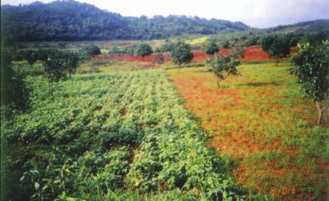 At Semiliguda in Koraput district, ginger was found most profitable intercrop (28,000/ha) followed by cowpea (5,050/ha) and french bean (4,900/ha) in 7 year old bearing mango orchard.