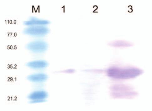 Coat protein (CP) genes of TSV isolates originating from sunflower (Andhra Pradesh, Karnataka, Maharashtra and Tamil Nadu), cotton