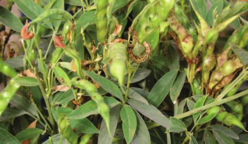RAINFED AGRO-ECOSYSTEM Table 2: Effect of entomo-pathogens and insect growth regulators on pod borer incidence in pigeonpea Product % Pod damage Yield (kg/ha) 2001 2002 2001 2002 Diflubenzuron 1 kg