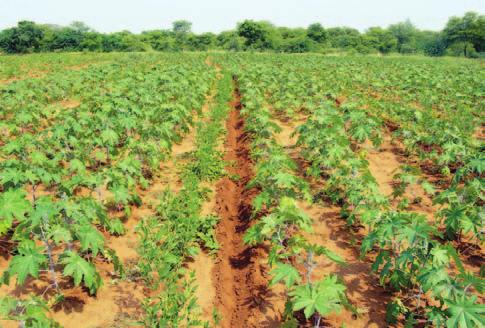 ANNUAL REPORT were evaluated in 107 on-farm trials in 7 districts viz., Nalgonda, Agra, Bijapur, Jabalpur, Mirzapur, Solapur and Kota on major pulse based cropping systems.