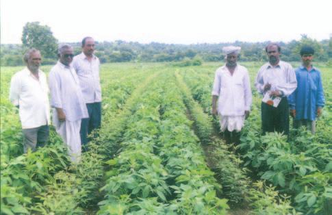 ANNUAL REPORT Recommended intercropping systems with best management practices (INM, SMC, IWM) on farmers fields : Pigeonpea + sesamum in Gulbarga district (left) and pigeonpea + mungbean in Guntur