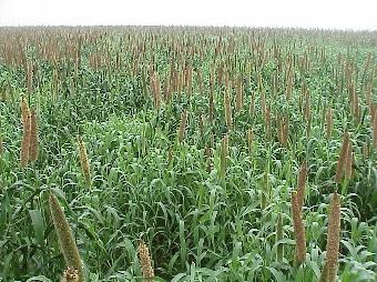 05) 8 7 9 3 Pest Control Grain pearl millet is not difficult to grow, but you will be more successful if you are aware of some problems that can occur and pay attention to a few basic details.