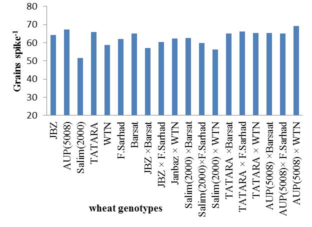 Figure 5. Grains spike -1 of parents and F3 populations of wheat genotypes Grain yield plant -1 Data indicated significant differences among the genotypes for grain yield.