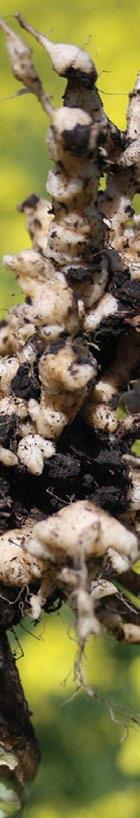 INVIGOR YIELDS CLUBROOT RESISTANCE Clubroot is a serious disease that can cause major yield loss.