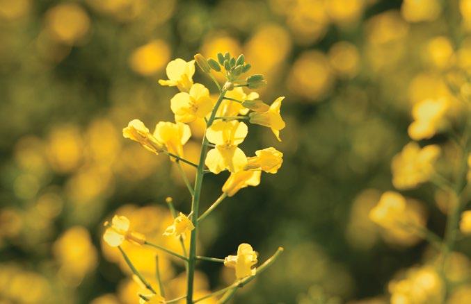 THE EVOLUTION KEEPS GETTING BETTER Evolution hybrids represent the latest advancements in hybrid canola innovation and solutions.