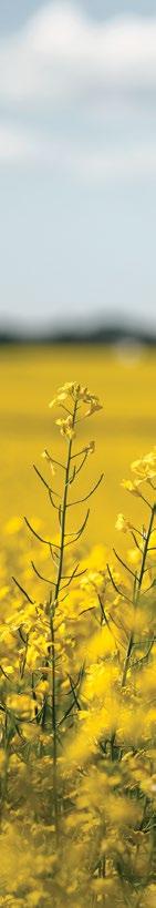 PREMIUM SEED PROTECTION Prosper EverGol seed treatment offers targeted protection for your hybrid canola seed with four different active ingredients, including a highly effective insecticide to