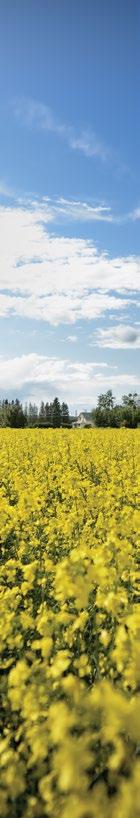 20 YEARS OF PROOF For 20 consecutive years, canola hybrids have continued to outperform all competitors at the Western Canada Canola/Rapeseed Recommending Committee (WCC/RRC) canola variety