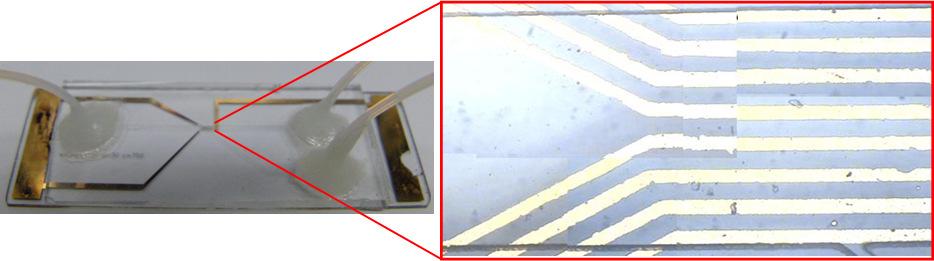 Separating Plasma and Blood Cells by Dielectrophoresis in Microfluidic Chips 187 Fig. 2. Picture of DEP micro separator. 3.
