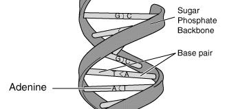DNA Technology Test