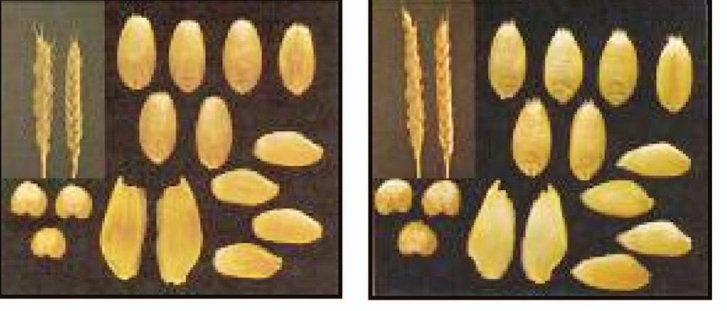 Wheat Because the 2100 Bioanalyzer can electrophoretically separate complex protein samples, providing both protein molecular weight and quantity, you can use pattern matching of the resulting