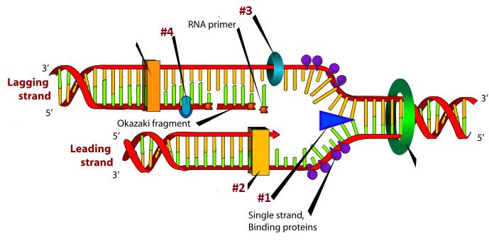 c. XbaI g. KpnI d. XhoI h. SphI 63. Part of the gene sequence of the -galactosidase enzyme is shown here:.gacccgggattcggcct.
