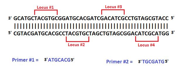 a. Locus #1 e. 30 base pairs b. Locus #2 f. 34 base pairs c. Locus #3 g. 36 base pairs d. Locus #4 h. 41 base pairs 73. During PCR, Primer #1 would bind to which locus? 74.