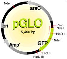 36. In the plasmid shown below, the transcription of the GFP gene is regulated by a series of genes named araa, arab & arad.