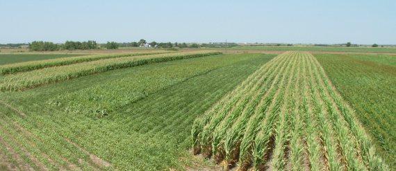 Comparison of Crop Water Consumptive Use of,, and Jenny Rees, UNL Extension and Daryl Andersen, Little Blue Natural Resources District Purpose and Introduction: The purpose of this study is to
