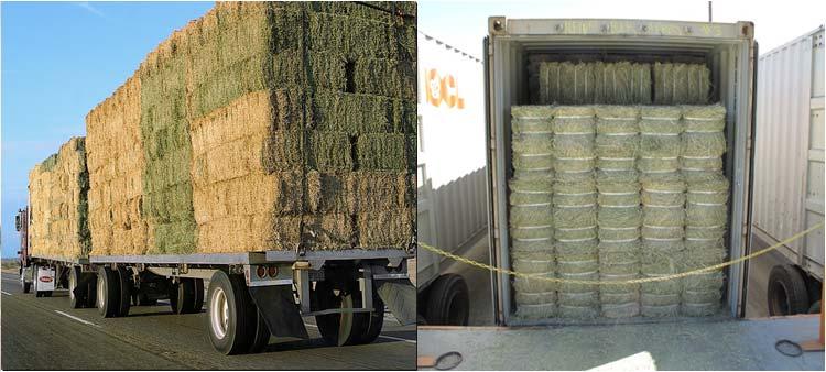 While Japan is the largest purchaser of US hay, China, The United Arab Emirates (UAE) and Korea have recently dramatically increased their demand for US hay.