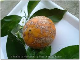 E. australis (SOS) Cause and Effect Sweet orange scab (SOS) is a disease caused by the fungus Elsinöe australis.